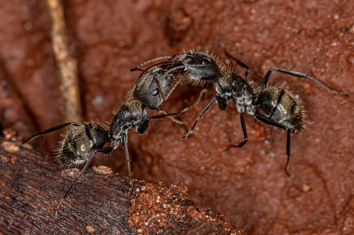 Adult Females Carpenter Ants of the Genus Camponotus doing chemical communication