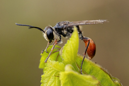 Adult Thread-waisted Wasp of the Genus Prionyx