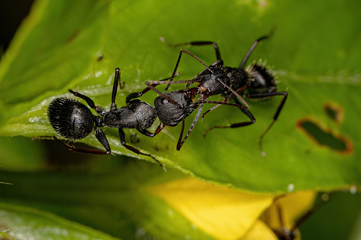 Adult Females Carpenter Ants of the Genus Camponotus doing chemical communication
