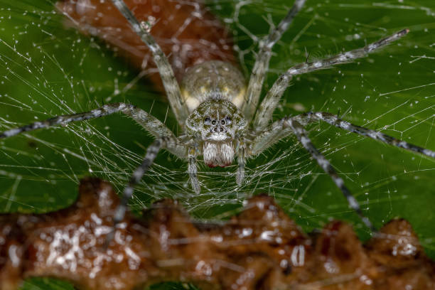 istock Adult Female Nursery Web Spider 1348170435