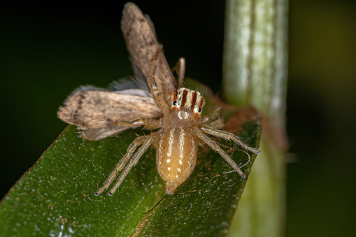 Female Adult Jumping Spider of the Genus Chira preying on a adult Caddisfly of the Family Hydropsychida