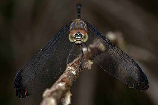 Adult Dragonfly Insect of the Genus Dythemis