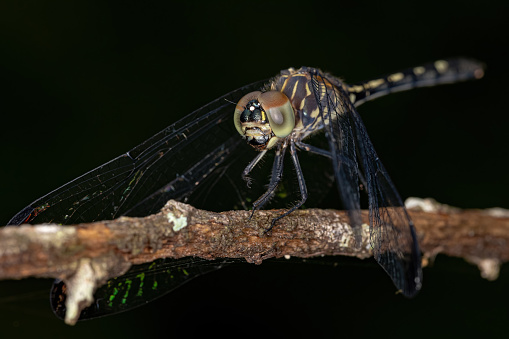 Adult Dragonfly Insect of the Genus Dythemis