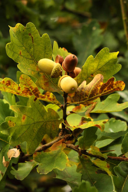 istock Autumn oak branch with acorns 1348171411
