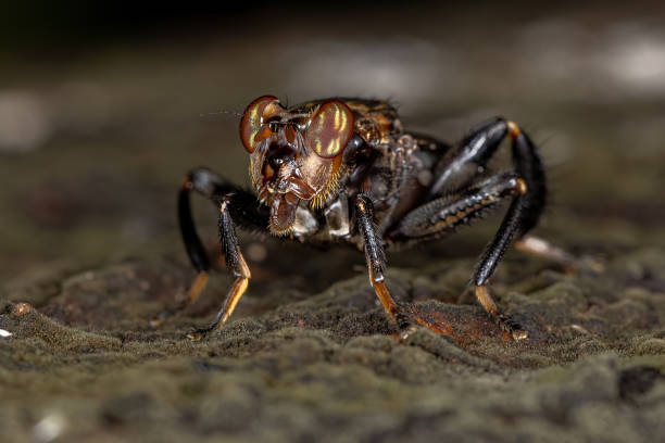 istock Adult Acalyptrate Fly 1348172061