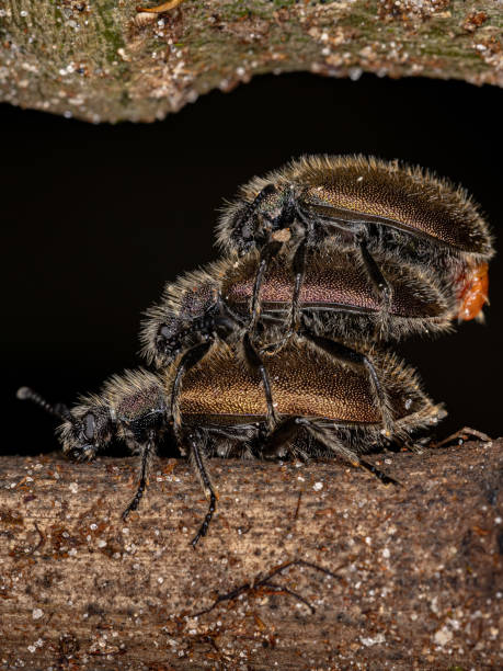 istock Adult Long-jointed Beetles 1348172077