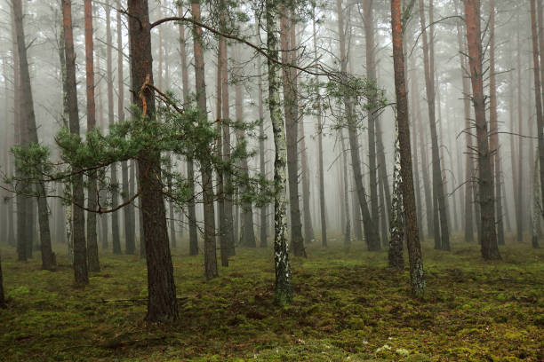 istock Autumn pine forest in the fog 1348172137