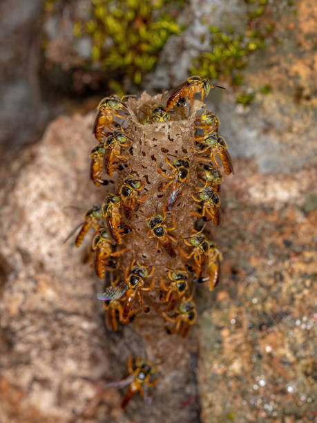 взрослые пчелы джатай - stingless стоковые фото и изображения