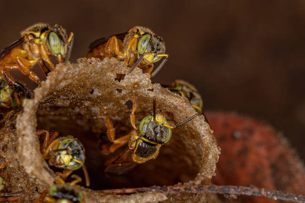 взрослые пчелы джатай - stingless стоковые фото и изображения