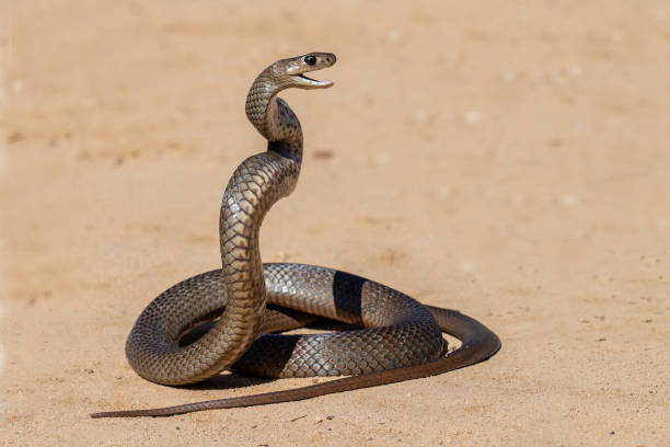 Highly venomous Eastern Brown Snake stock photo