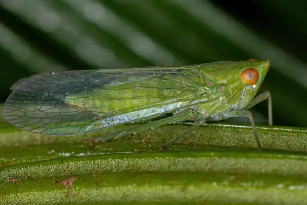 Adult Green Planthopper Insect of the Superfamily Fulgoroidea