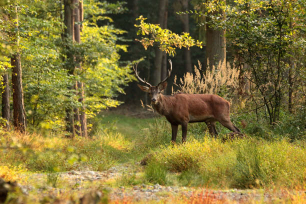 istock Deer on the road in the woods 1348172583