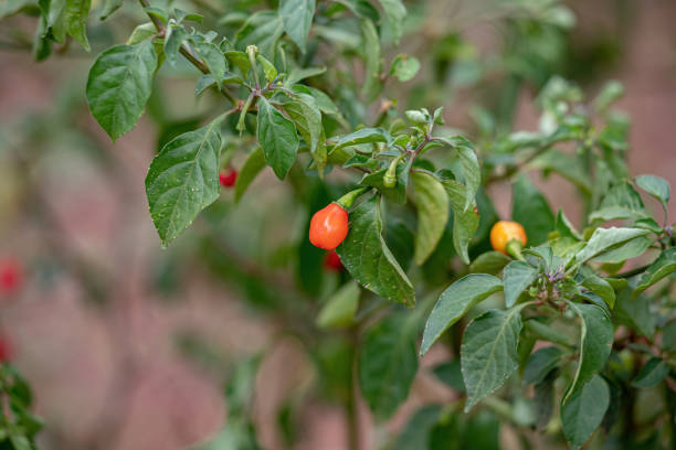 istock Pepper plants with fruits 1348173259