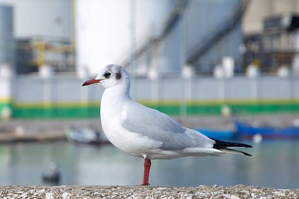 istock the style of a seagull 134817389