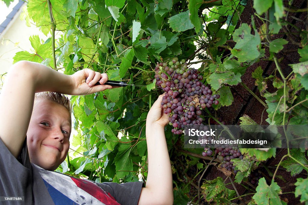 Garçon couper les raisins - Photo de Coupant libre de droits