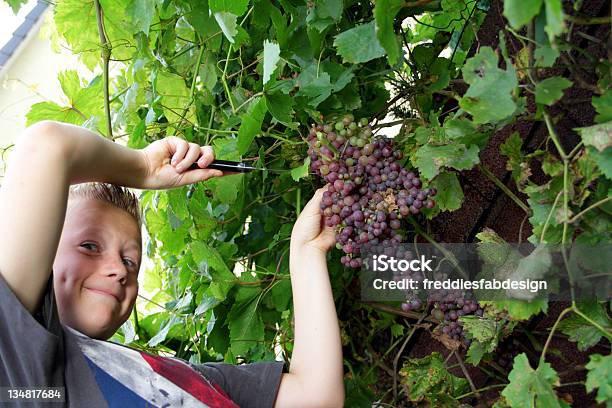 Photo libre de droit de Garçon Couper Les Raisins banque d'images et plus d'images libres de droit de Coupant - Coupant, Couteau de cuisine, Enfant