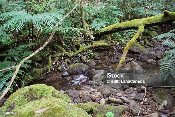 Manoa Valley Stream Isola Di Oahu Hawaii - Fotografie stock e altre immagini di Clima tropicale - Clima tropicale, Muschio - Flora, Roccia