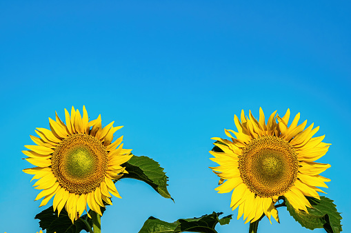 Two blooming sunflower flowers against the blue sky. Yellow sunflower. Agricultural plant. Agricultural business. Sunflower oil. Farm. Flowering period. Summer season.