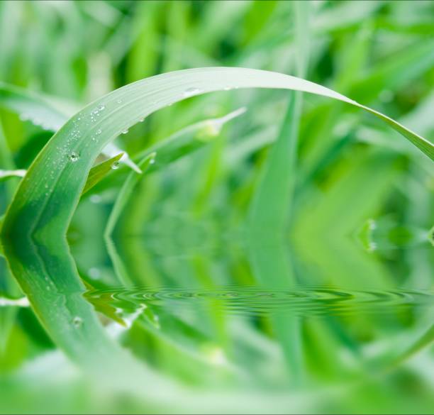 istock reflection of green grass in the water 1348178351