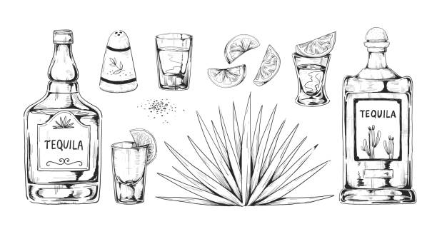 Hand drawn tequila. Agave alcohol drink with bottle. Shot glass and salt shaker. Lemon and succulent plant. Retro Mexican beverage sketch for bar menu. Vector engraving elements set Hand drawn tequila. Agave alcohol drink with bottle. Shot glass and salt shaker. Lemon pieces and succulent plant. Retro Mexican beverage sketch for bar menu. Vector isolated engraving elements set shot glass stock illustrations