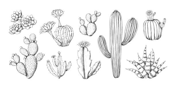 kaktusgravurskizze. handgezeichnete westliche wüstenpflanze mit blüten und stacheln. doodle tropische flora. isolierte schwarze und weiße botanische elemente. vektor-sukkulenten-gravur-set - spiked stock-grafiken, -clipart, -cartoons und -symbole