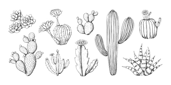 Cactus engraving sketch. Hand drawn western desert prickly plant with blossom and spikes. Doodle tropical flora. Isolated black and white botanical outline elements. Vector succulent engraving set