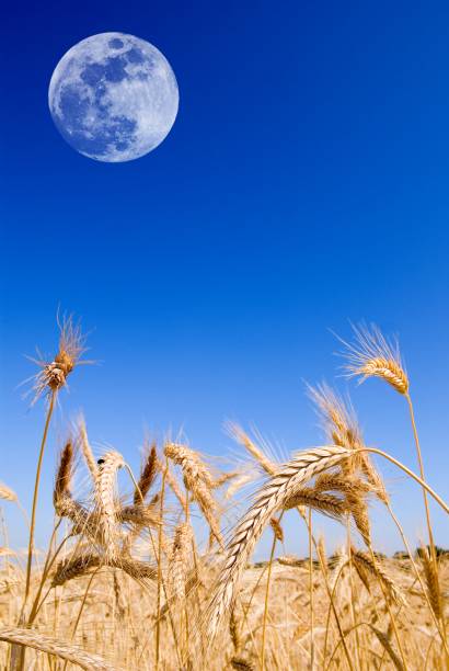 istock moon above the wheat field 1348178487