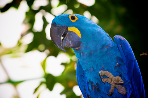 blue parrot in the jungle