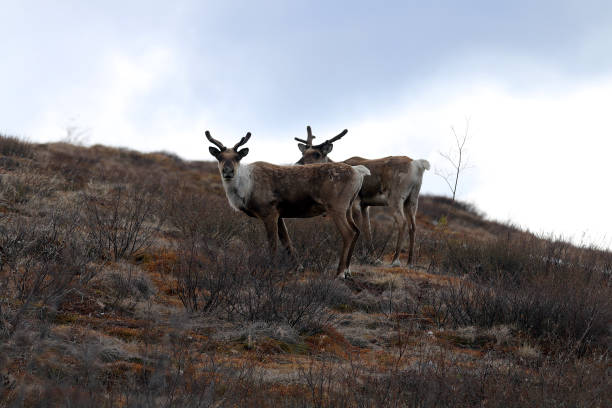 istock Forty-mile caribou herd 1348180329