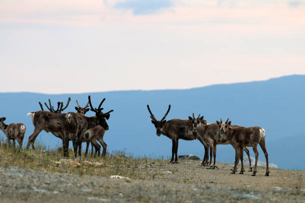 istock Forty-mile caribou herd 1348180331