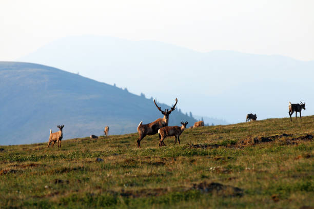 istock Forty-mile caribou herd 1348180363