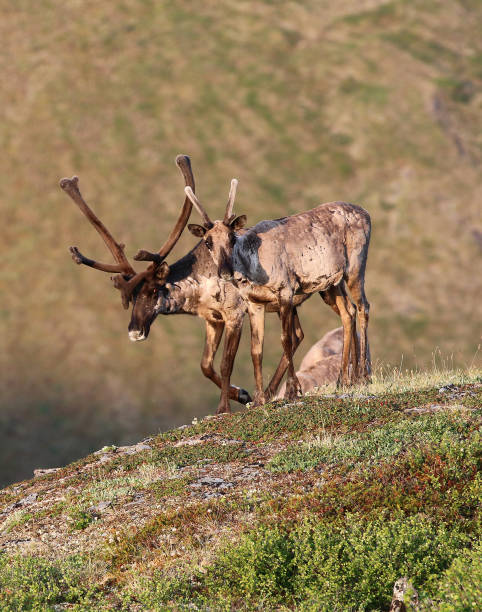 istock Forty-mile caribou herd 1348180392