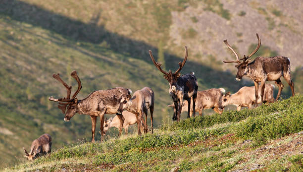 istock Forty-mile caribou herd 1348180396