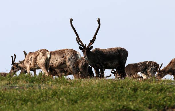 istock Forty-mile caribou herd 1348180428