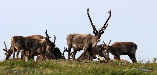 istock Forty-mile caribou herd 1348180433