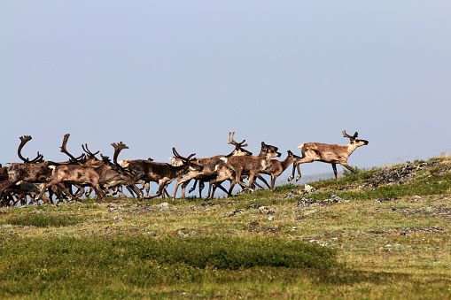 Caribou migrating at the Alaska-Canada border in the Forty-Mile Rivershed