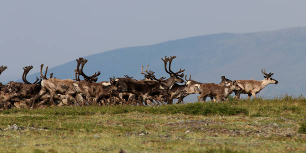 istock Forty-mile caribou herd 1348180478