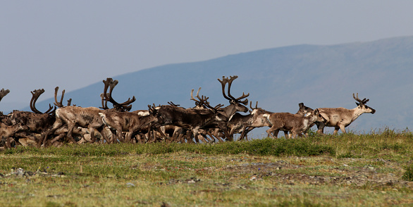 Caribou migrating at the Alaska-Canada border in the Forty-Mile Rivershed