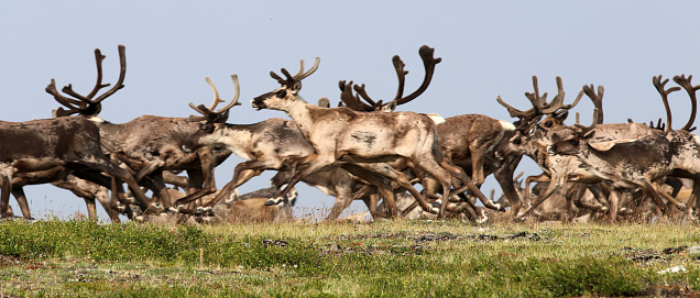 Caribou migrating at the Alaska-Canada border in the Forty-Mile Rivershed