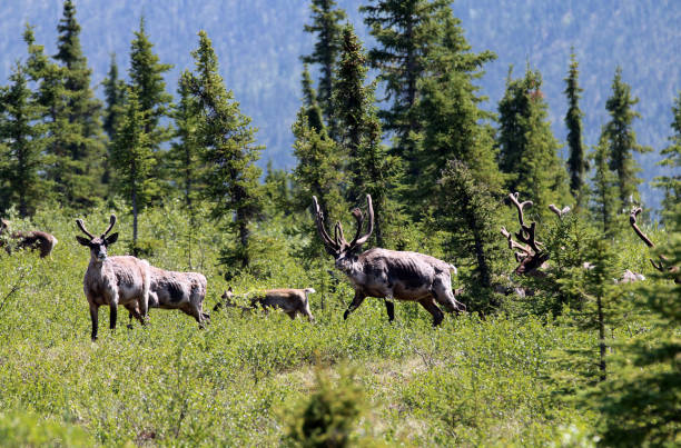 istock Forty-mile caribou herd 1348180523