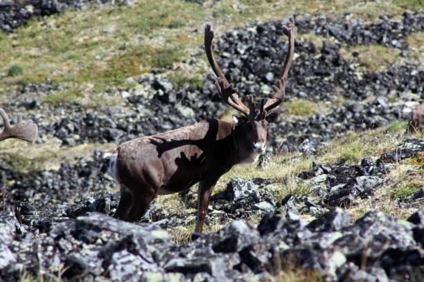 istock Forty-mile caribou herd 1348180528