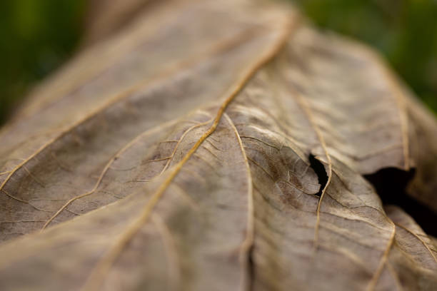 an autumn leaf on the ground