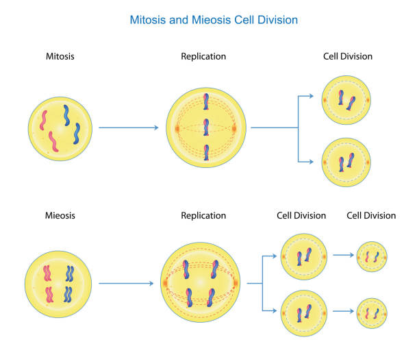 ilustrações, clipart, desenhos animados e ícones de processo de divisão celular mitose e meiose - mitose