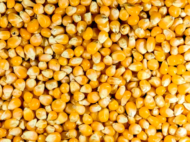 노란 옥수수 씨앗을 클로즈업 - corn on the cob macro corn crop freshness 뉴스 사진 이미지
