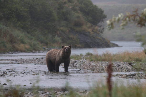 istock Brown Bears at McNeil River State Game Sanctuary and Refuge 1348182961