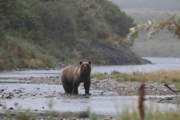 istock Brown Bears at McNeil River State Game Sanctuary and Refuge 1348182974