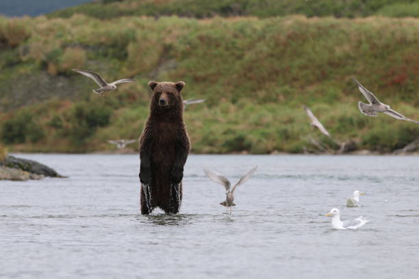 istock Brown Bears at McNeil River State Game Sanctuary and Refuge 1348182985