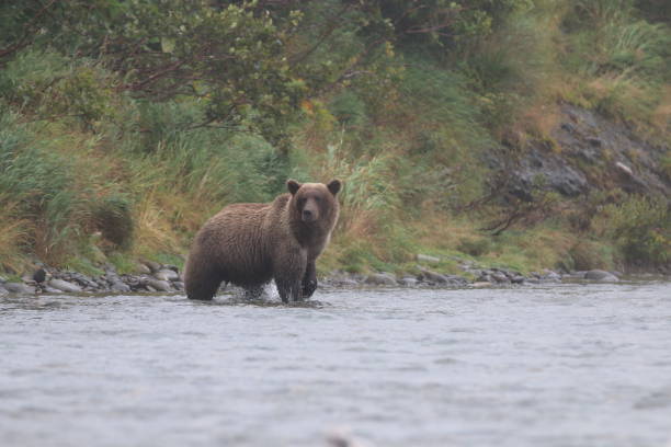 istock Brown Bears at McNeil River State Game Sanctuary and Refuge 1348183007