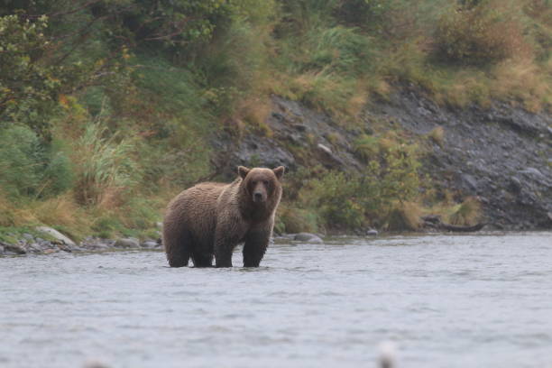 istock Brown Bears at McNeil River State Game Sanctuary and Refuge 1348183010