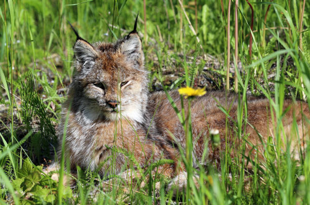 istock Lynx in Skagway Alaska 1348183925